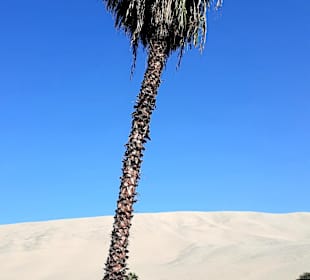 Oase Huacachina