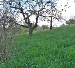 Naturerlebnisweg des NABU-Metzingen
