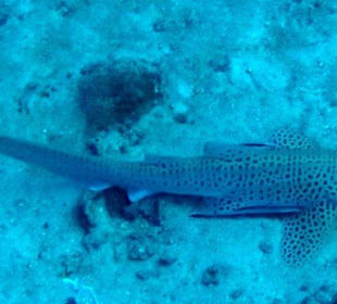 Leopardenhai am Shark Point