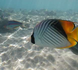 Rotes Meer, Fähnchenfalterfisch