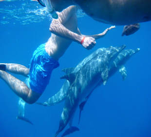 Schwimmen mit Delfinen