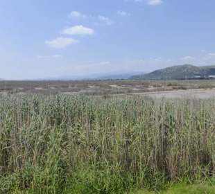 Im Parc natural de s’Albufera de Mallorca