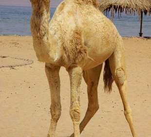 Kamel