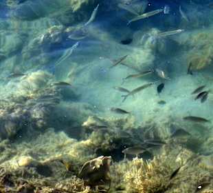 Ein paar Flötenfische