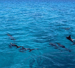 Schnorcheln und Tauchen mit Delfinen -Morgenland 