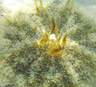 Underwater world of the hotel beach