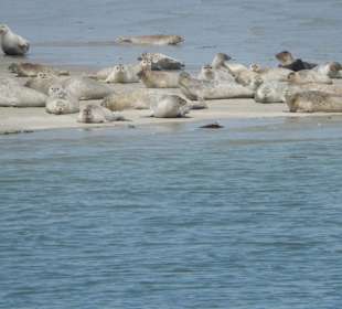 Seehundsbank auf dem Weg nach Hooge