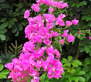 Impressione aus dem Parque de Santa Catarina