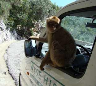 Die Bergaffen von Gibraltar