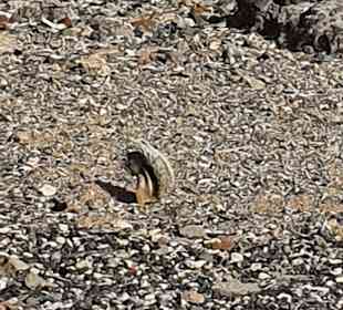 Wandern TimeforNature Tarajalejo