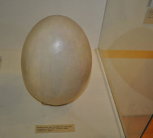 Národní muzeum
