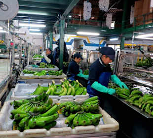 In einer Bananen-Verpackungsanlage bei San Andrese