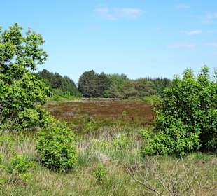 Impressionen aus den Cuxhavener Küstenheiden