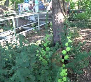 Leibfriedscher Garten