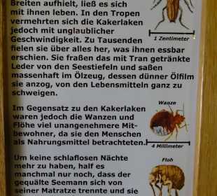 In den Tropen war es richtig fies,Kakerlaken