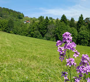 Blick hinauf zur Siedlung