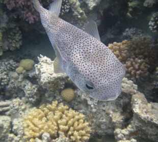 Hotel Prima Life Makadi Bay