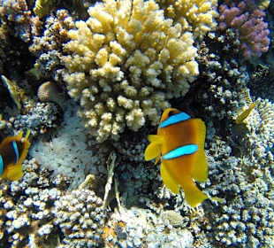 Schnorcheln Makadi Bay