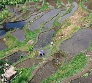 Blick auf die Terrassen
