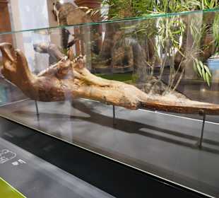 Darstellung des Elfenbein