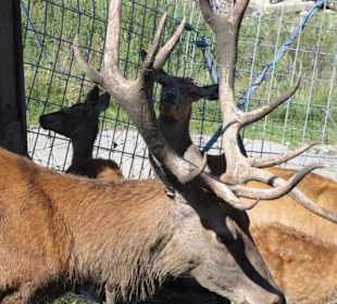 Alpenwildpark 