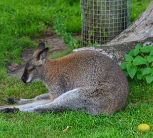 Irrland Bauernhof-Erlebnisoase