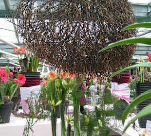 "Tulpen aus Amsterdam"