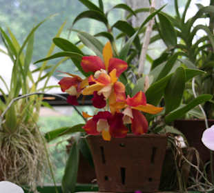 Botanischer Garten Kandy