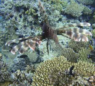 Odpływająca Skrzydlica