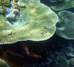 Schöne Unterwasserwelt