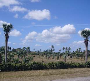 Landschaft auf dem Weg  nach Camagüey
