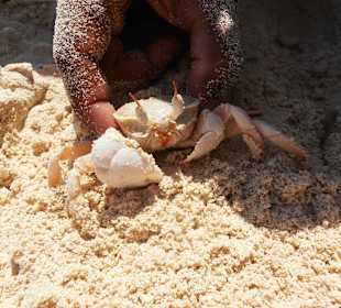 Krebs am Strand von Giftun