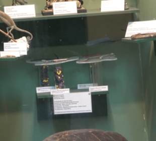 Naturhistorisches Museum