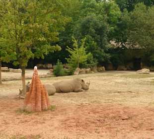 Safari Dvůr Králové nad Labem