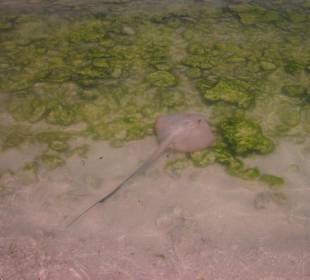 Direkt am Nordstrand-Ufer