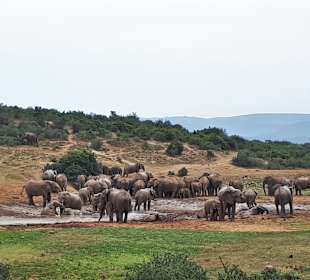 Addo Elephant Park	