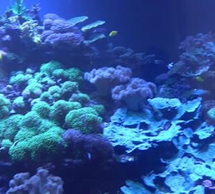 Staatliches Naturkunde Museum