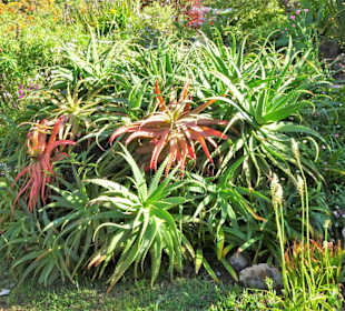 Eindrücke vom Rundgang durch Blandy´s Garden