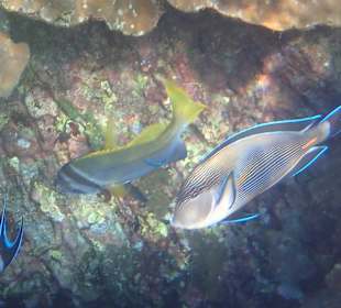 Unterwasserwelt Musandam