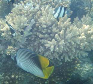 Tolle Unterwasserwelt