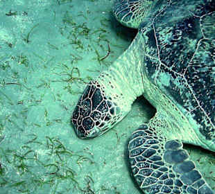 Schildkröte am Hausriff Hotel Radisson SAS El Quseir Resort