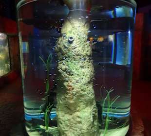 Im Aquarium unterwegsan