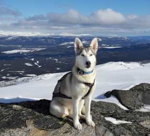Mit Huskies auf Tour in den Bergen Lapplands