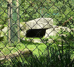 Schneeleopard  Anlage