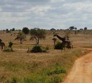 Isaac MK Safari/Isaac Mwachai