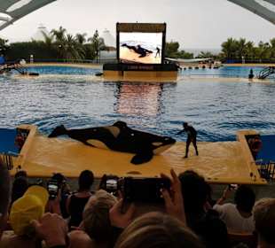 Orca Show