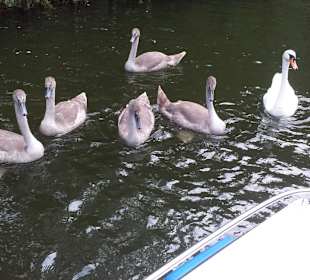 Schwäne im Jagowkanal