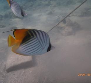 Vom Hausriff fotografiert