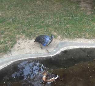 Vogelfreifluggelände