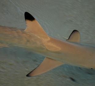 Babyhai vor der Sonnenterrasse